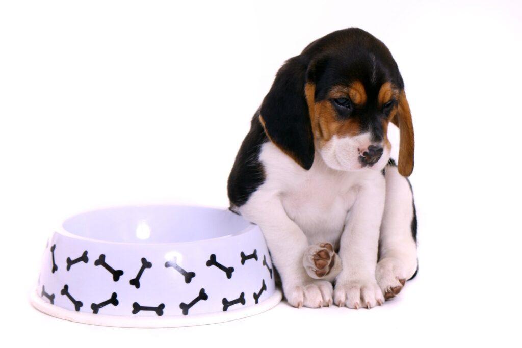 Ein trauriger Beagle-Welpe sitzt neben einem leeren Futternapf, der auf spezielle Bedürfnisse wie Hundefutter für Allergiker hinweist.