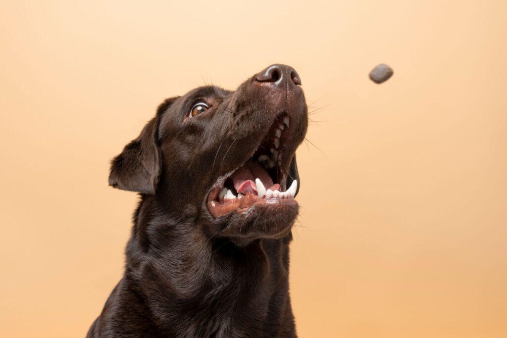 Ein brauner Labrador fängt ein Stück Trockenfutter, ideal für Hunde mit Allergien, während er spezielles Hundefutter für Allergiker genießt.