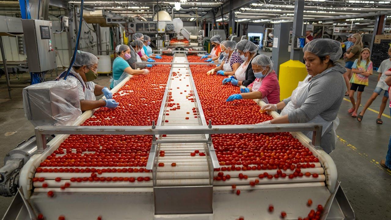Arbeiter sortieren Tomaten am Fließband